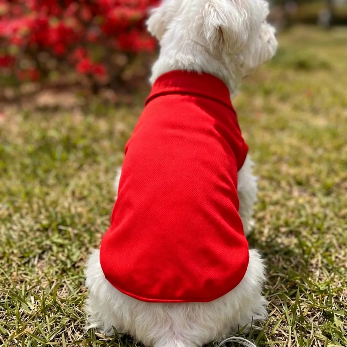 Red Sleeveless Dog Polo Shirt with Button Collar