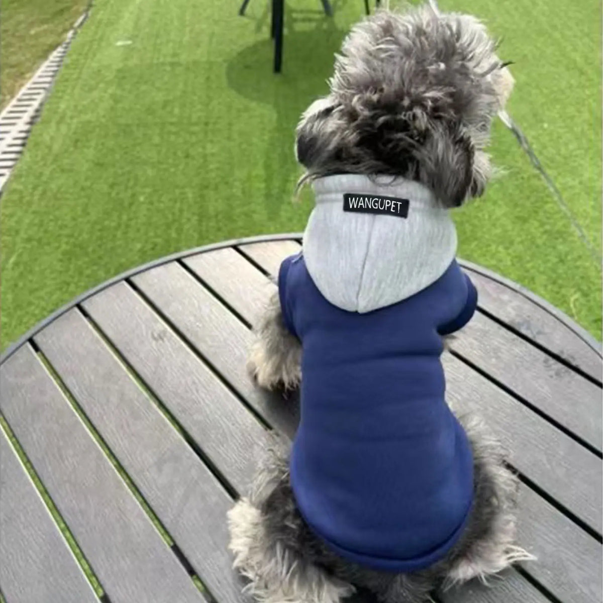 Colorblock Dog Hoodie with Varsity Letter Detail