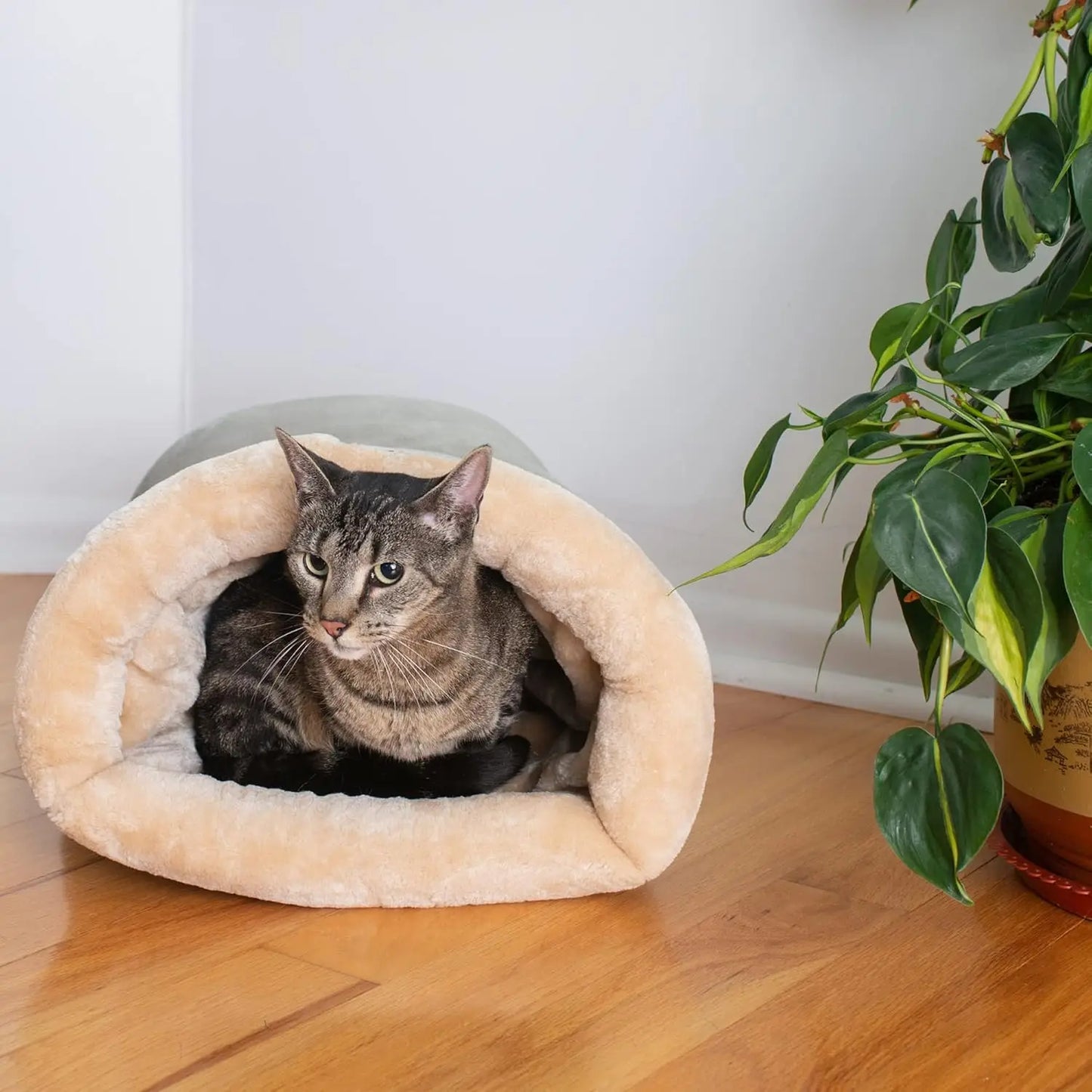 Winter Cat Sleeping Warm Bed