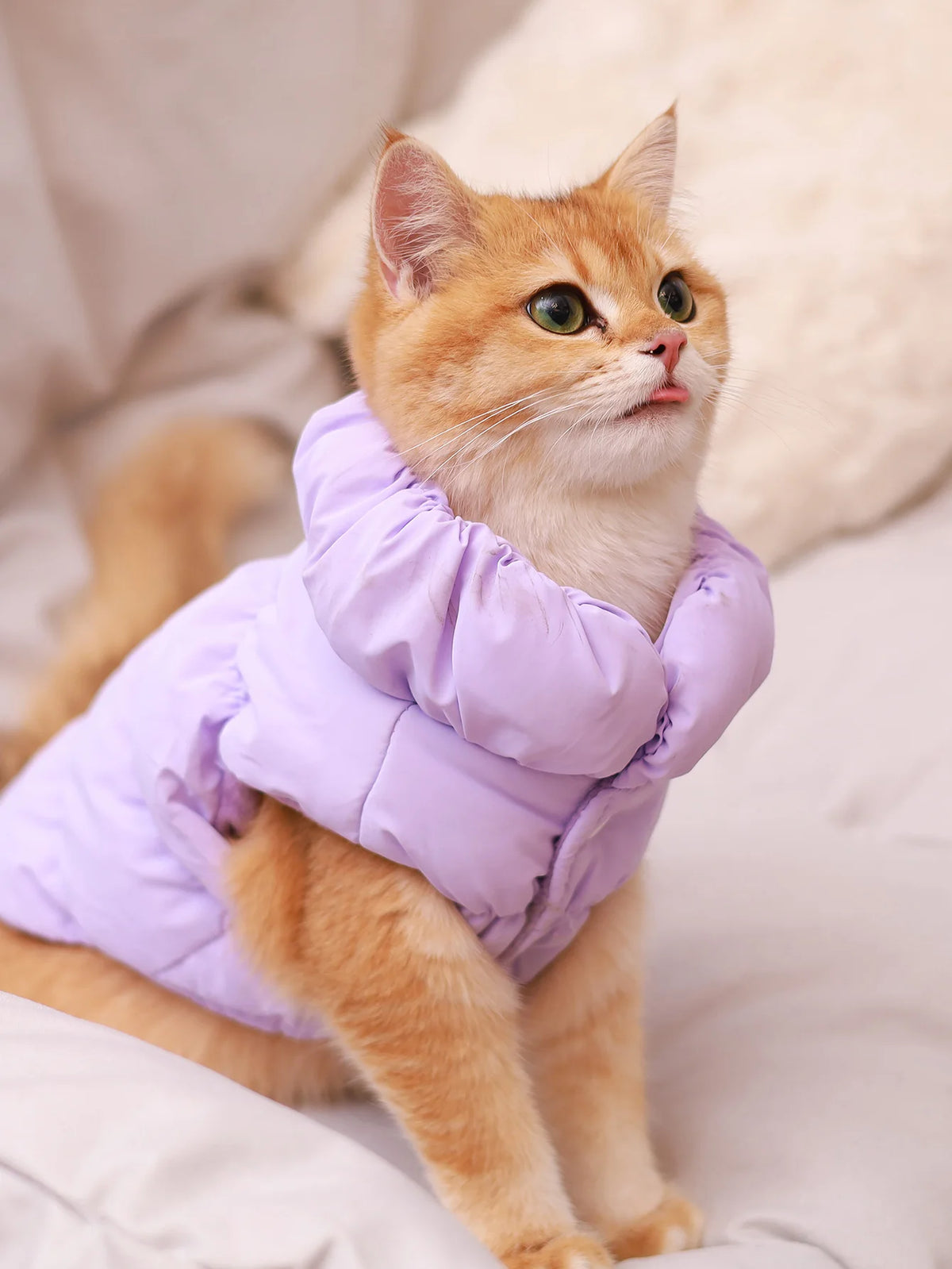 Puffer-Style Dog Jacket for Autumn and Winter