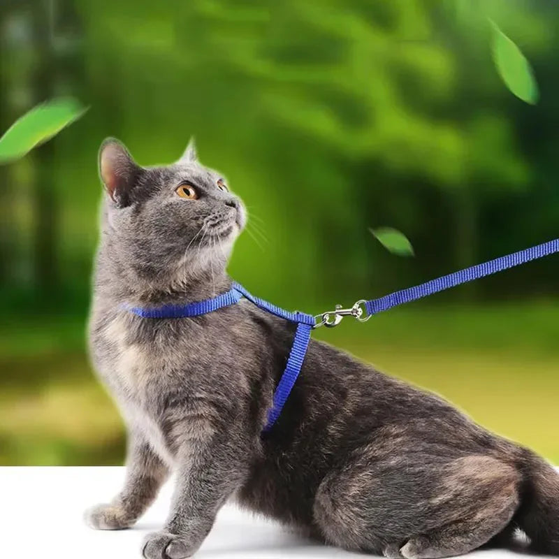 Collier de harnais anti-évasion pour chat